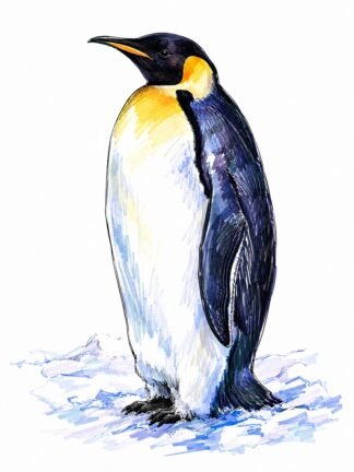 Original Emperor Penguin Snow Hill Island Antarctica Drawing