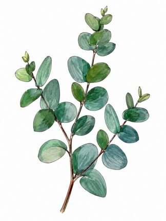 Original Eucalyptus Drawing