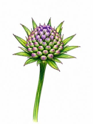 Original Flower Bud of one Succisa Pratensis Drawing